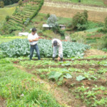 Maxell DIGITAL CAMERA